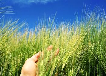 Cropped image of hand holding grass against sky