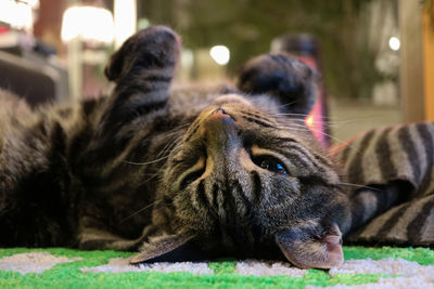 Close-up of dog lying down