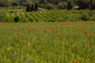 Red poppy flowers growing on field