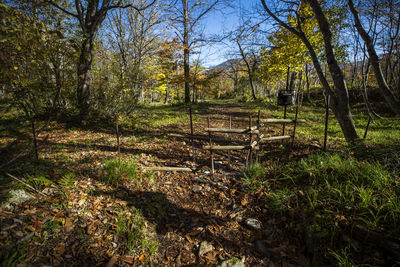 Scenic view of forest