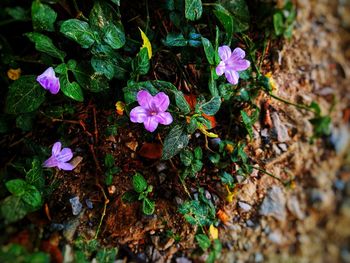 High angle view of purple flowering plant on field