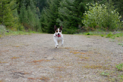 Happy jack russell terrier running towards the camera on a trail in the forest