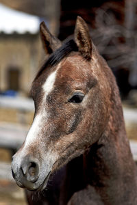 Close-up of horse