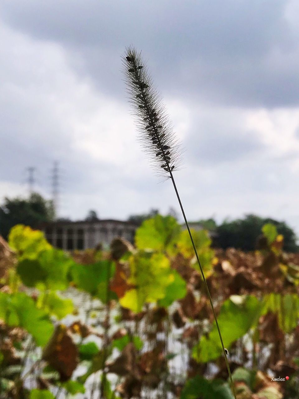 plant, sky, nature, focus on foreground, growth, no people, cloud - sky, day, close-up, architecture, built structure, land, building, beauty in nature, field, building exterior, outdoors, tranquility, environment, grass