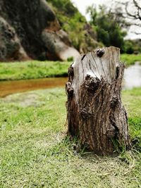 Close-up of tree stump on field