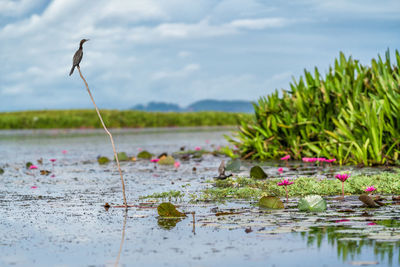 Animal in the wild photography of great commorant bird sitting on wood stick in lake at thale noi