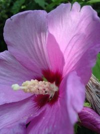 Close-up of pink flower