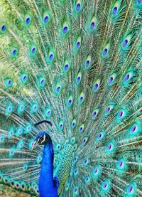 Close-up of peacock