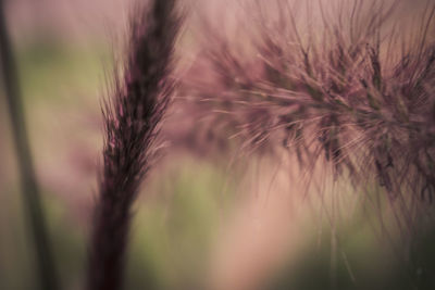 Close-up of fresh plant