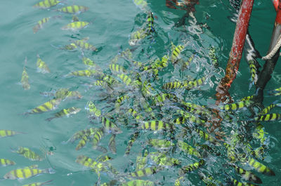 High angle view of fish swimming in lake