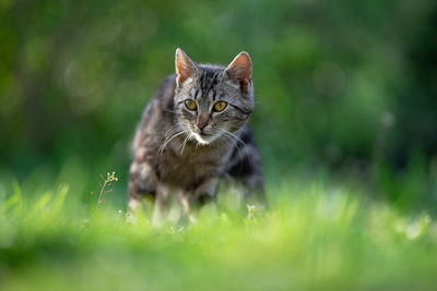 Portrait of a cat