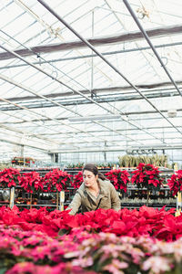 Pensive adult buyer selecting to buy potted poinsettia plant in modern greenhouse market