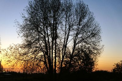 Silhouette of bare trees on field at sunset