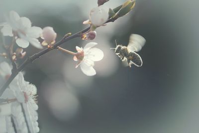 Close-up of bee buzzing by flowering plant