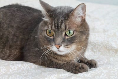 Cute gray striped domestic cat with different eyes lies on the bed.