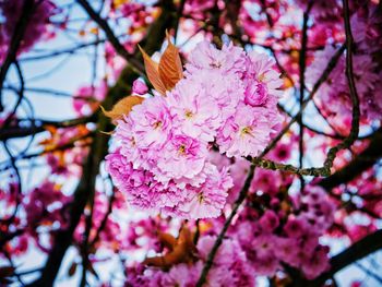 Low angle view of cherry blossoms in spring