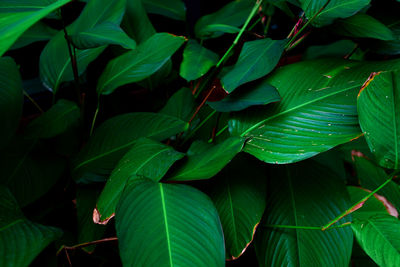 Light and shadow green leaves background