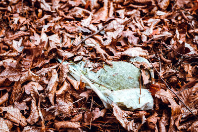 High angle view of dried leaves on field