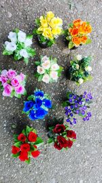 High angle view of multi colored flowers