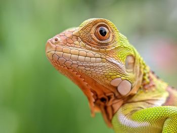 Close-up of a lizard