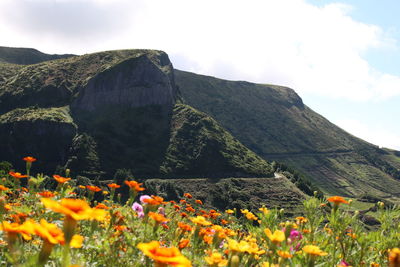 Scenic view of flowering plants and mountains against sky