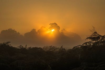 Silhouette trees against sky during sunset