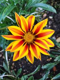 Close-up of yellow flower