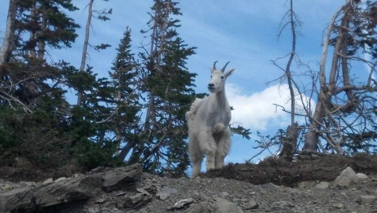 LOW ANGLE VIEW OF A DOG STANDING ON ROCK