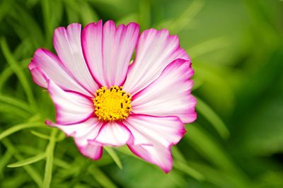 Close-up of pink flower