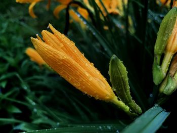 Close-up of wet yellow leaf