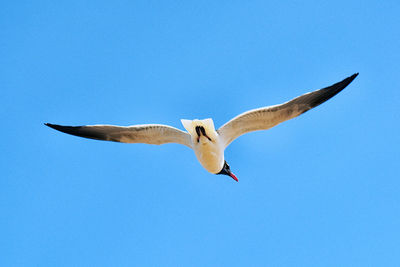 Low angle view of seagull flying