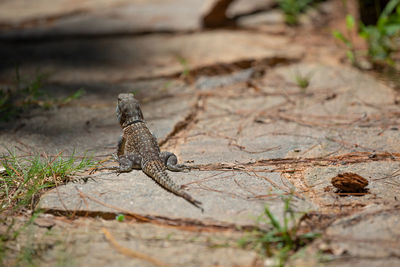 High angle view of lizard on land