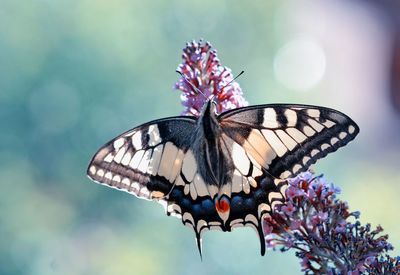 Close-up of butterfly pollinating on purple flower