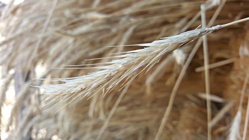 Close-up of plant against blurred background