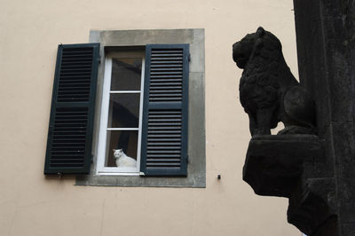 White cat a the window with lion sculpture at the forefront italian town
