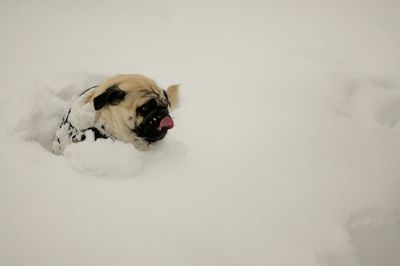 Dog in snow