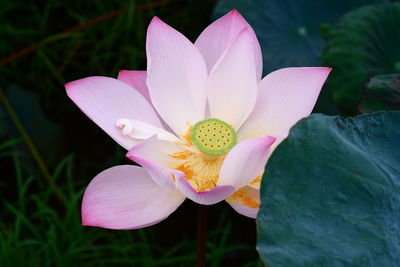 Close-up of pink water lily