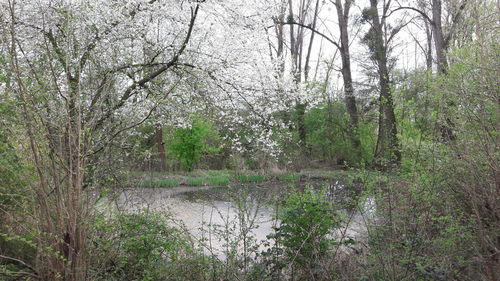 Scenic view of river in forest