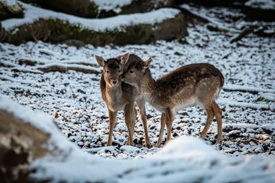 Deer standing on snow covered field. winter wildlife shooting