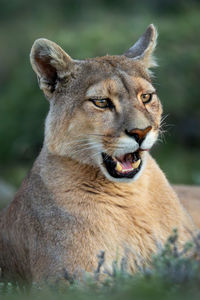 Close-up of lioness