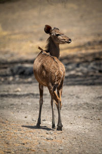 Female greater kudu stands on rocky scrub