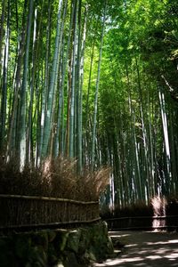 View of bamboo trees in forest