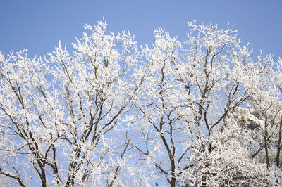 Low angle view of cherry blossom tree