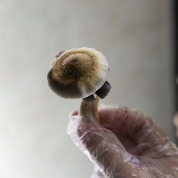 Close-up of hand holding mushroom