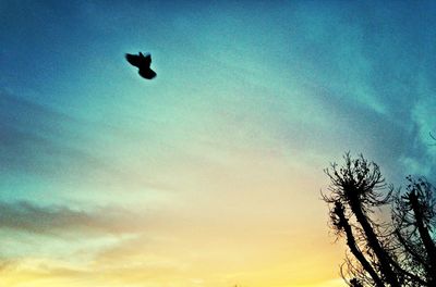 Low angle view of birds flying against clear sky