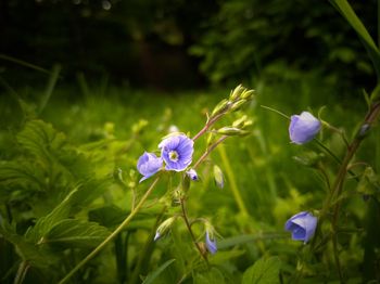 Close-up of purple flowers blooming outdoors