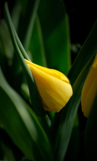 Close-up of yellow rose flower