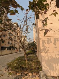 plant