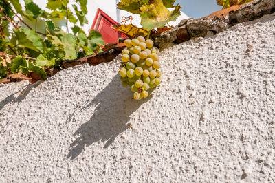 Fruits growing on plant