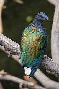 Close-up of bird perching on branch